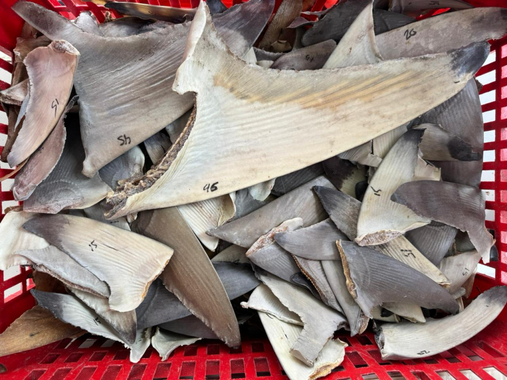 Sirip ikan hiu saat pemeriksaan petugas Karantina Kepulauan Riau