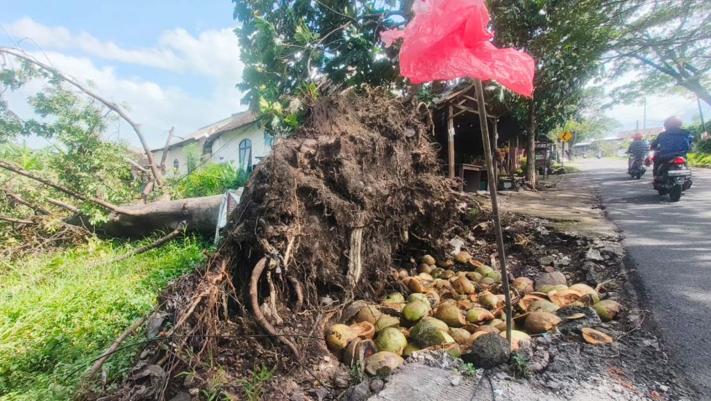 Dua pohon besar tumbang disapu angin lokasinya dekat rumah anggota DPRD Kabupaten Pasuruan
