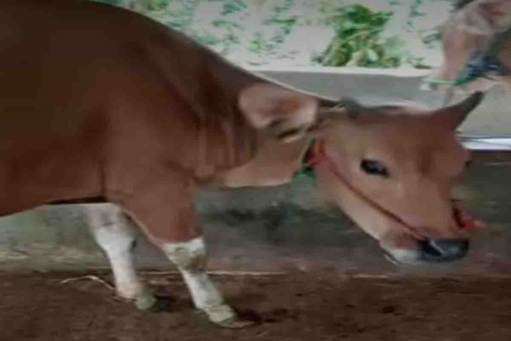 Ternak sapi