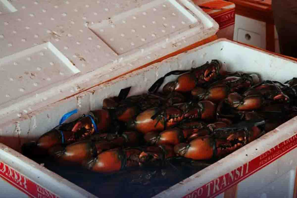 Kepiting dari Mimika