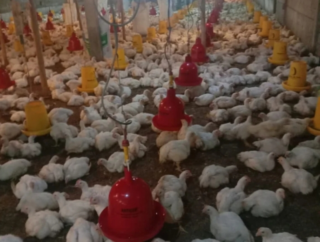 Ternak ayam plasma PT Surya Inti Ternak Indonesia