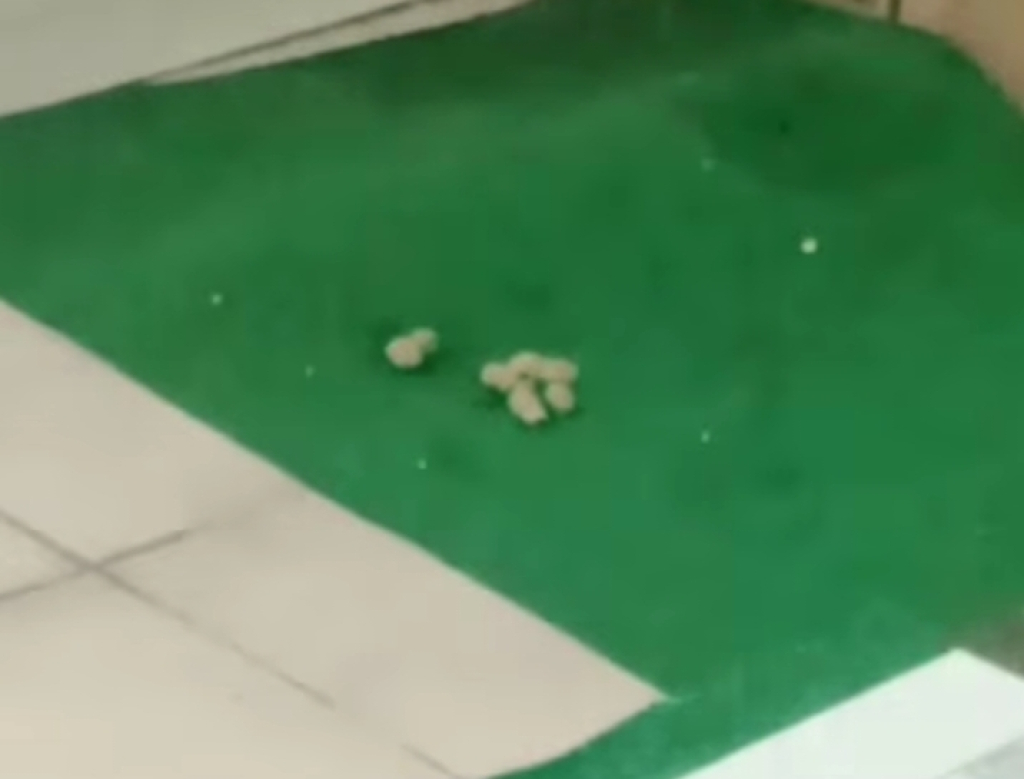 Kotoran kucing di ruang pelayanan STNK Samsat Menyar, Surabaya