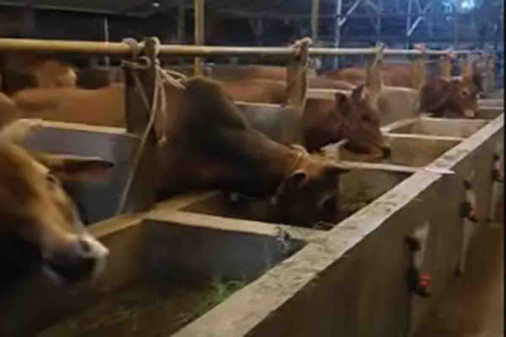 Sapi untuk kurban