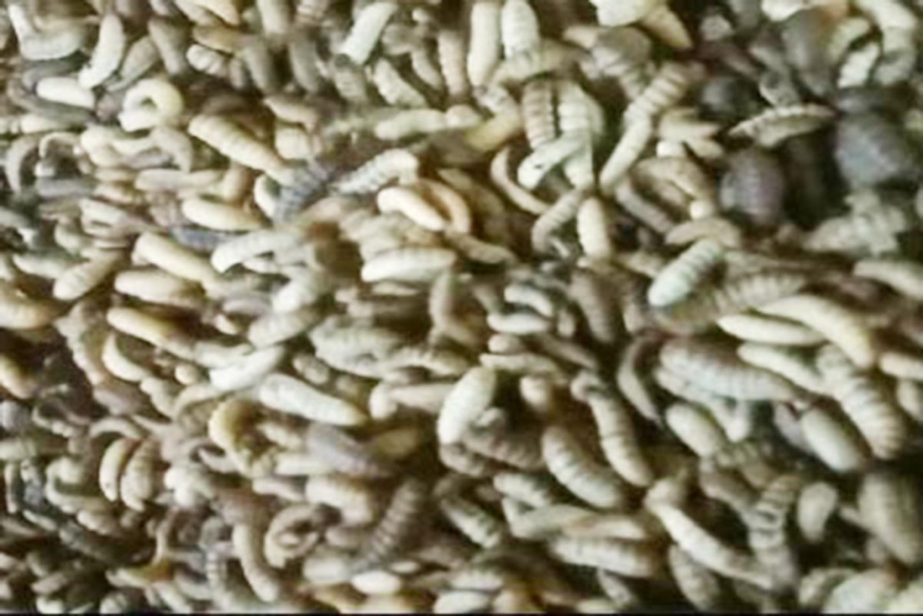 Maggot