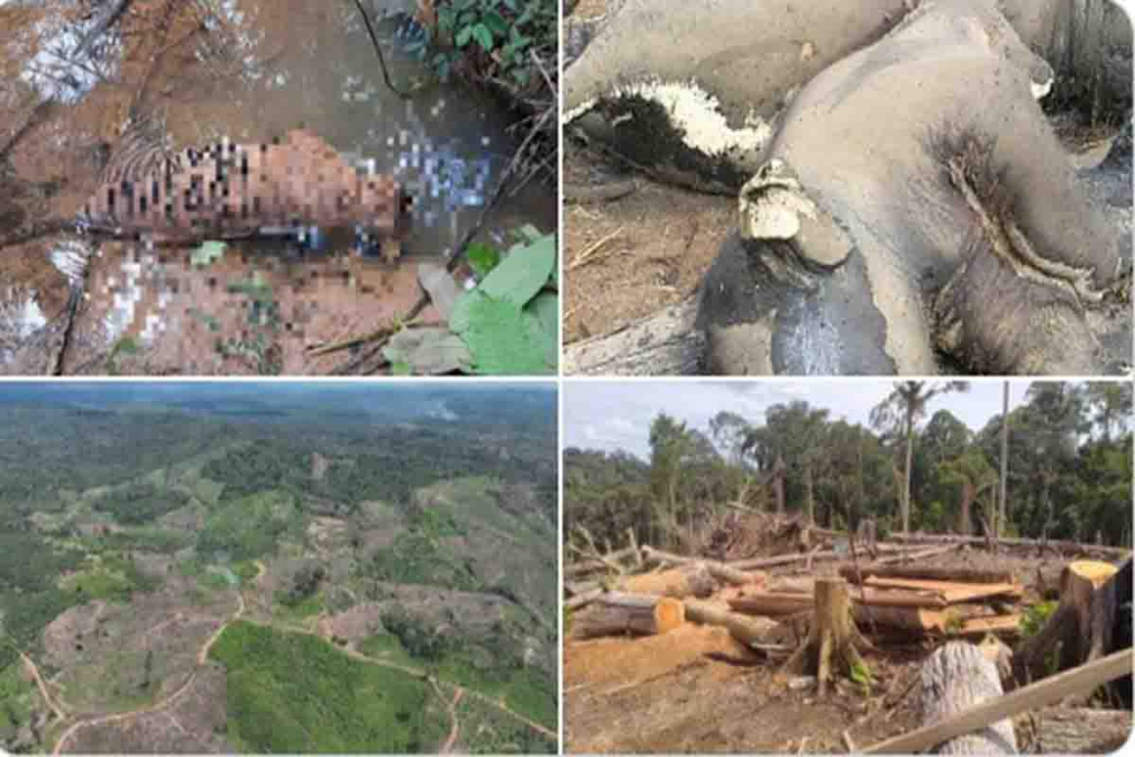 Bangkai gajah dan harimau