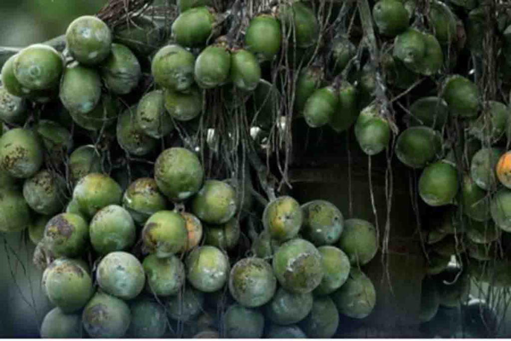 Buah pinang