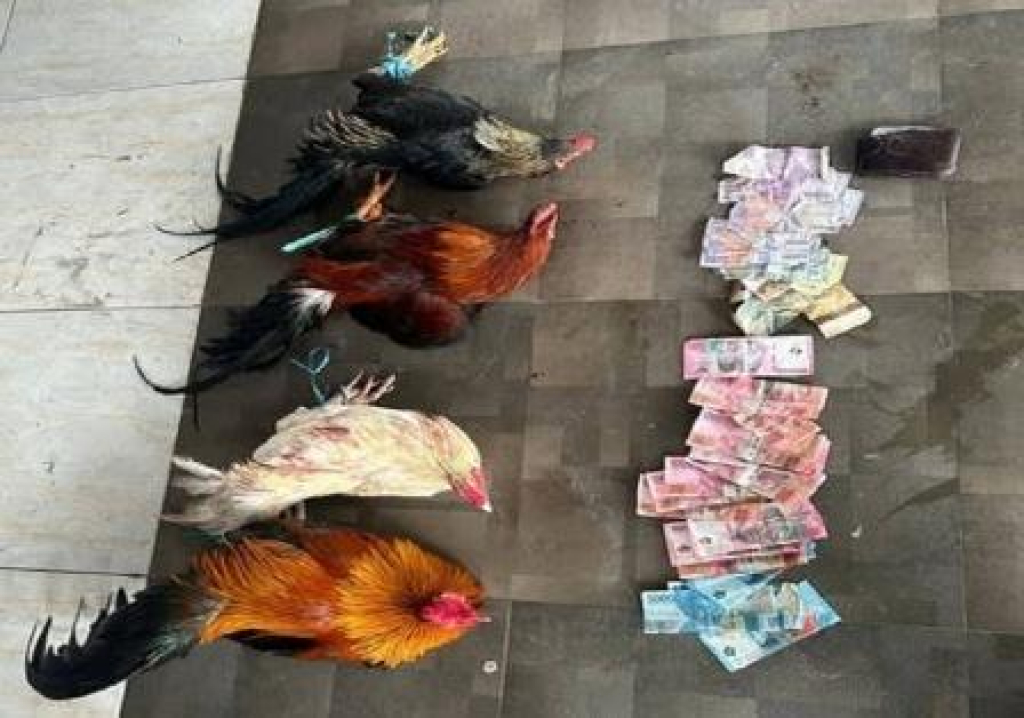 Barang bukti sabung ayam yang diamankan Polres Luwu Utara