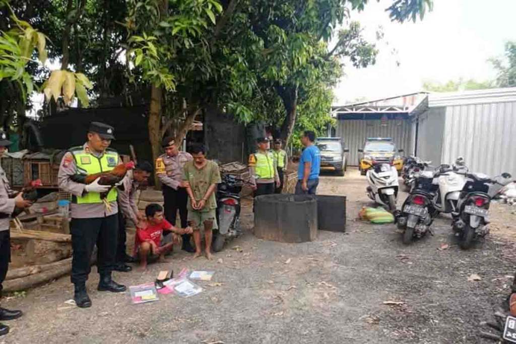 Personil Polsek Bae mengamankan barang bukti sabung ayam