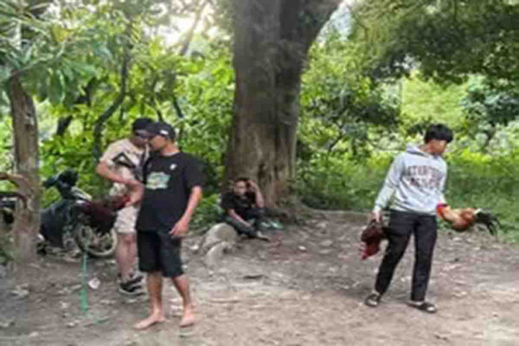 Petugas Polres Kolaka Utara grebek arena sabung ayam