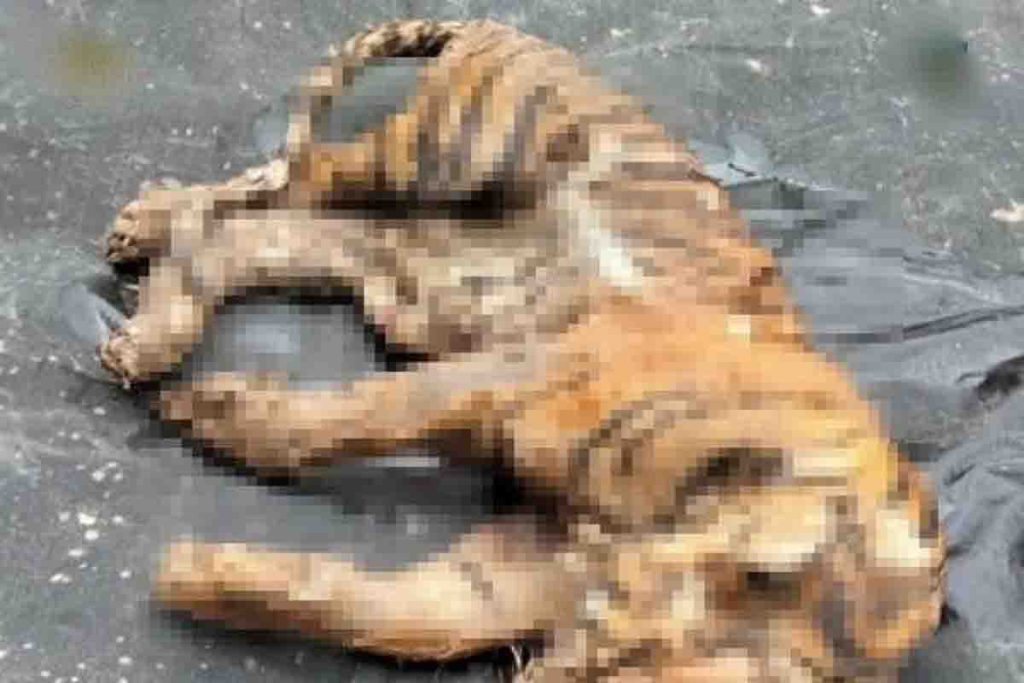 Harimau Sumatera sudah mati
