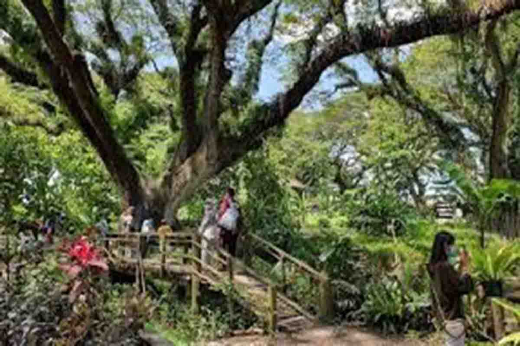 Hutan De Djawatan