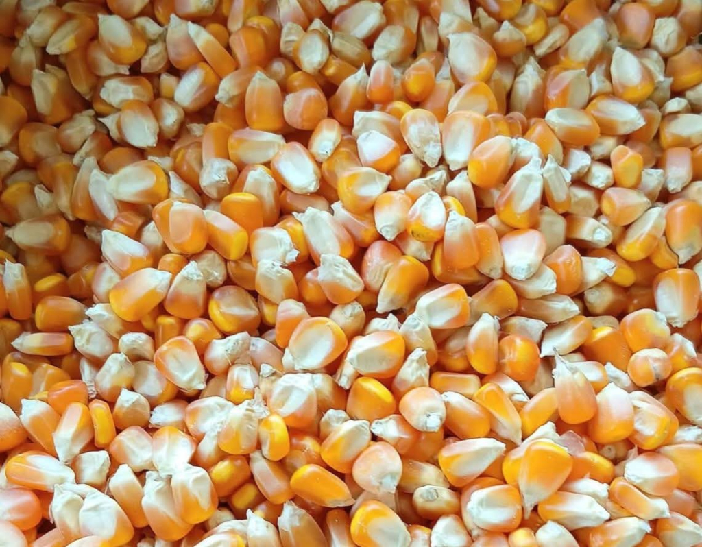 Jagung