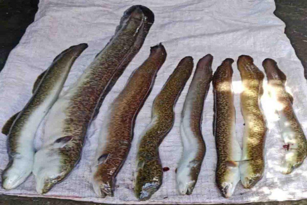 Ikan sidat