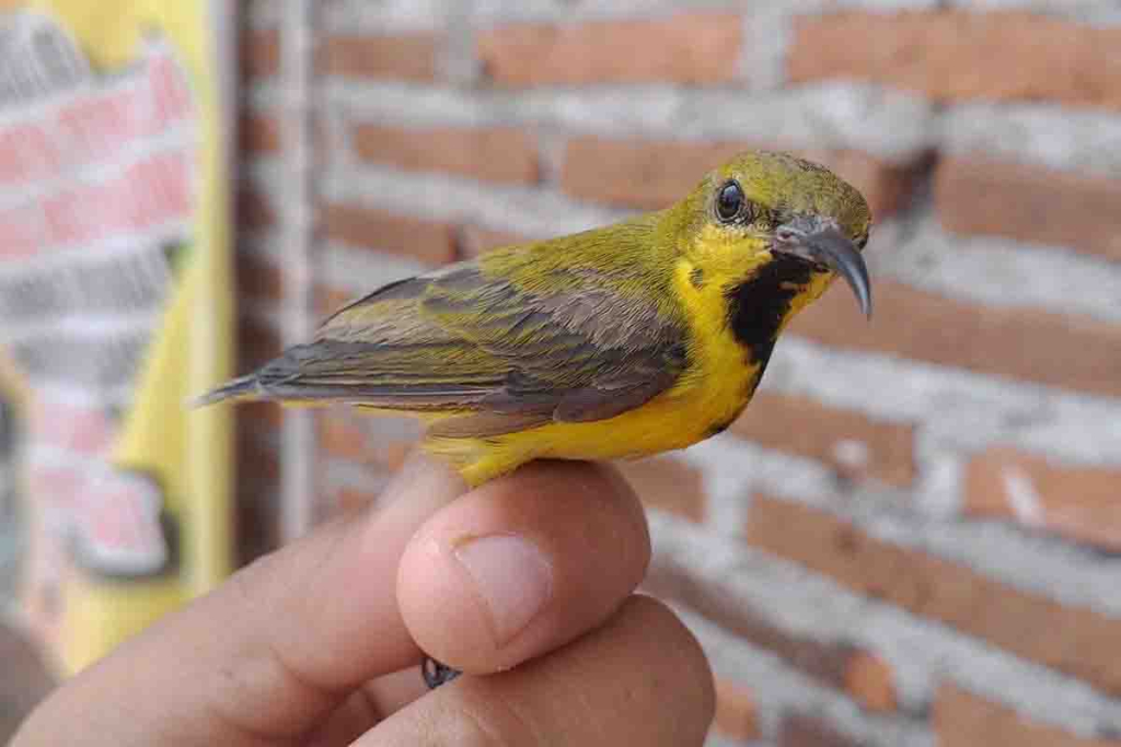 Burung Kolibri