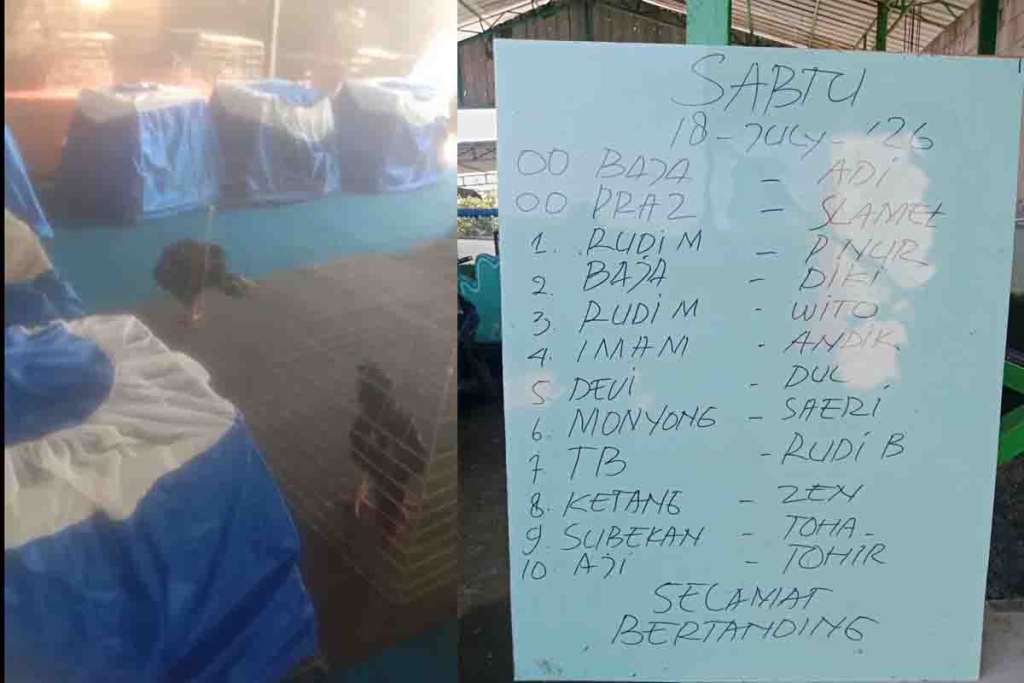 Catatan sabung ayam di Desa Klurak dan beberapa ayam jago yang siap bertarung.