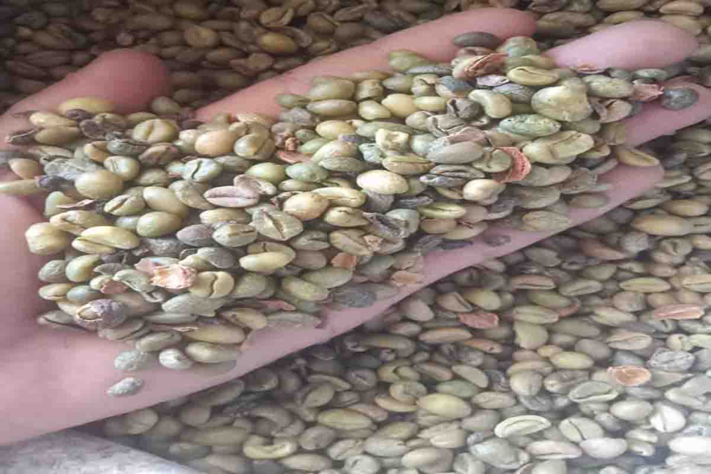 Biji kopi