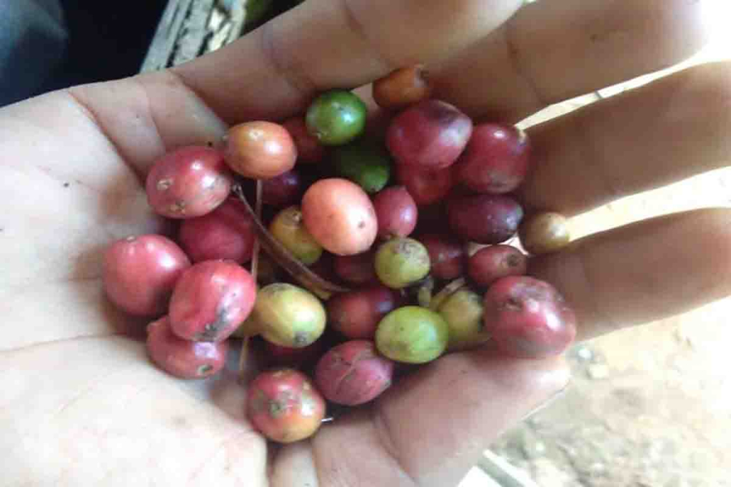 Biji kopi