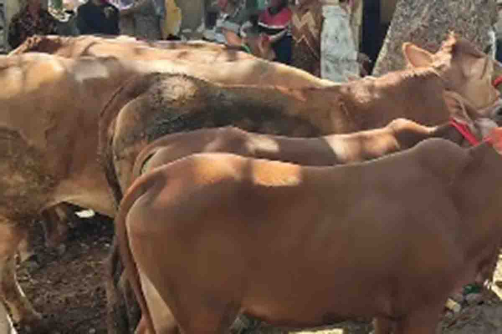 Pasar sapi
