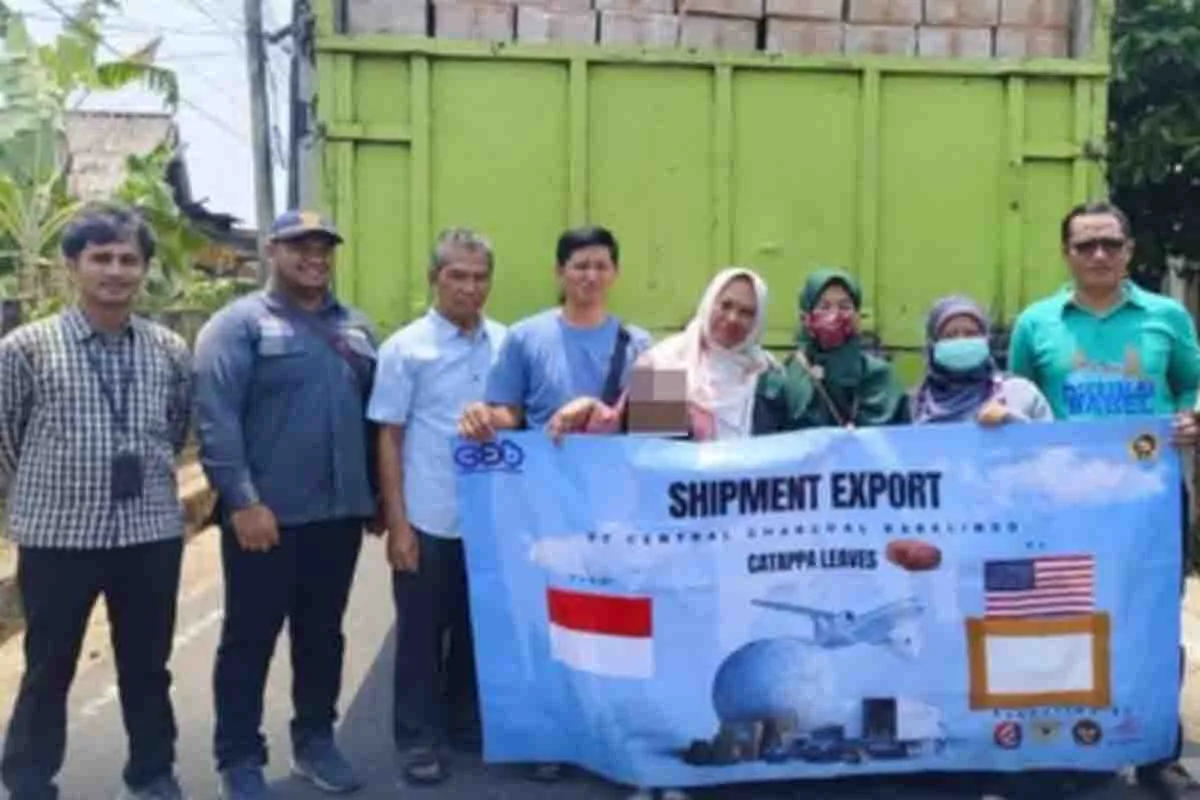800 Boks Daun Ketapang Diekspor ke Amerika Serikat dan Jerman