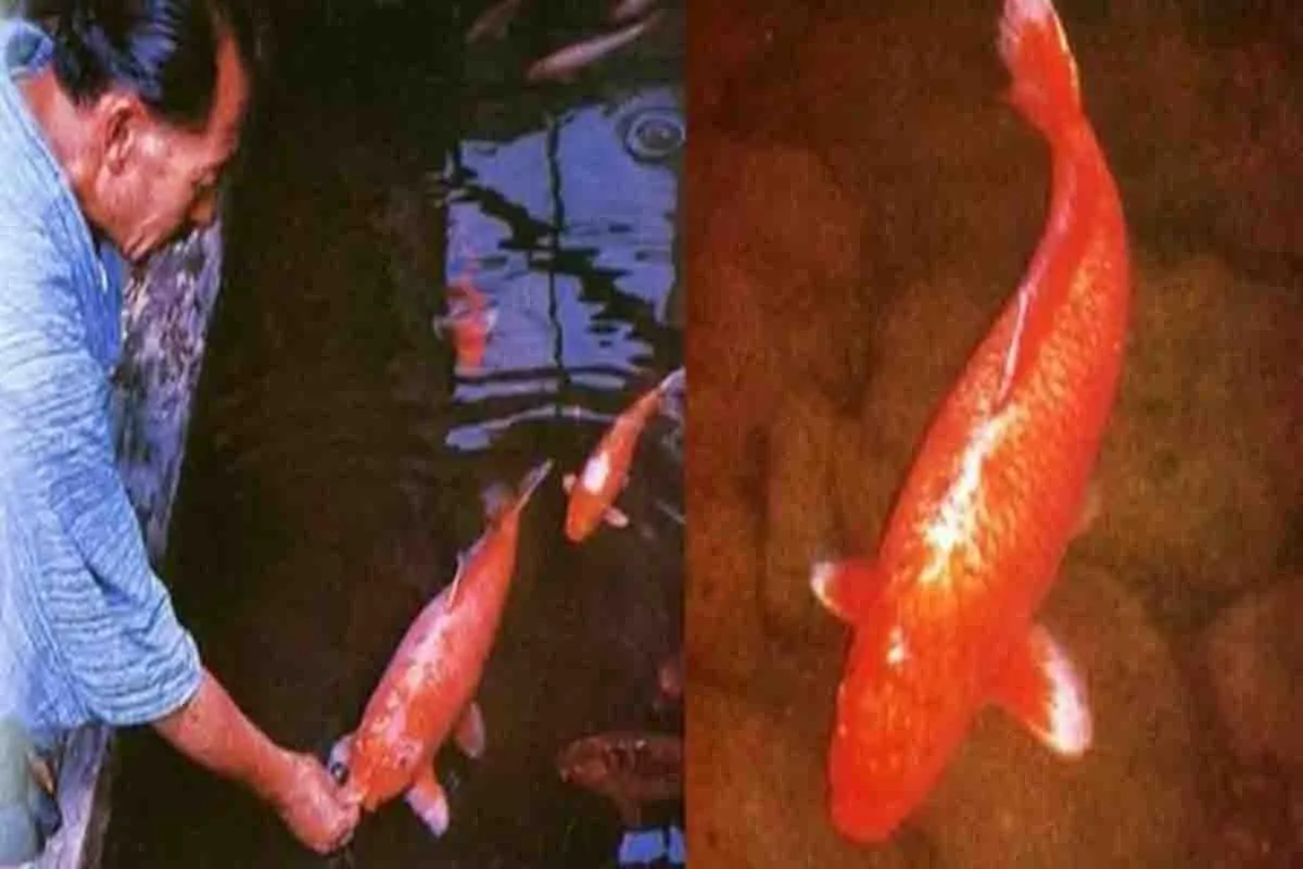 Hanako, Ikan Koi Dengan Umur Terpanjang di Dunia