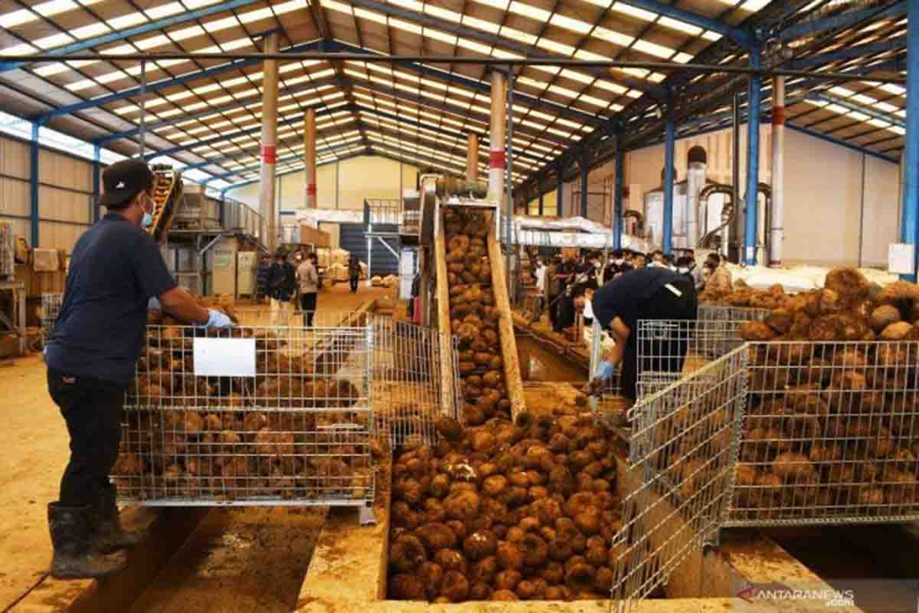 Konjac Manufacturing in Indonesia