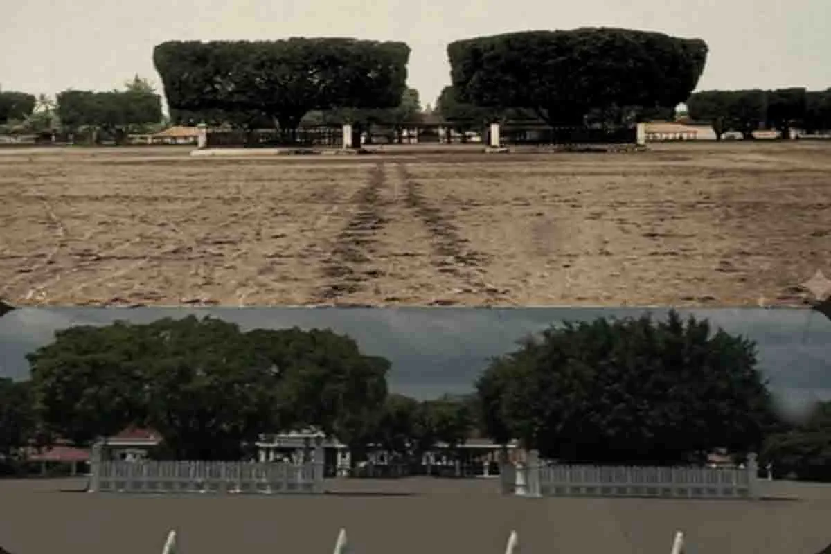 Sejarah Pohon Beringin di Alun Alun Utara Jogjakarta