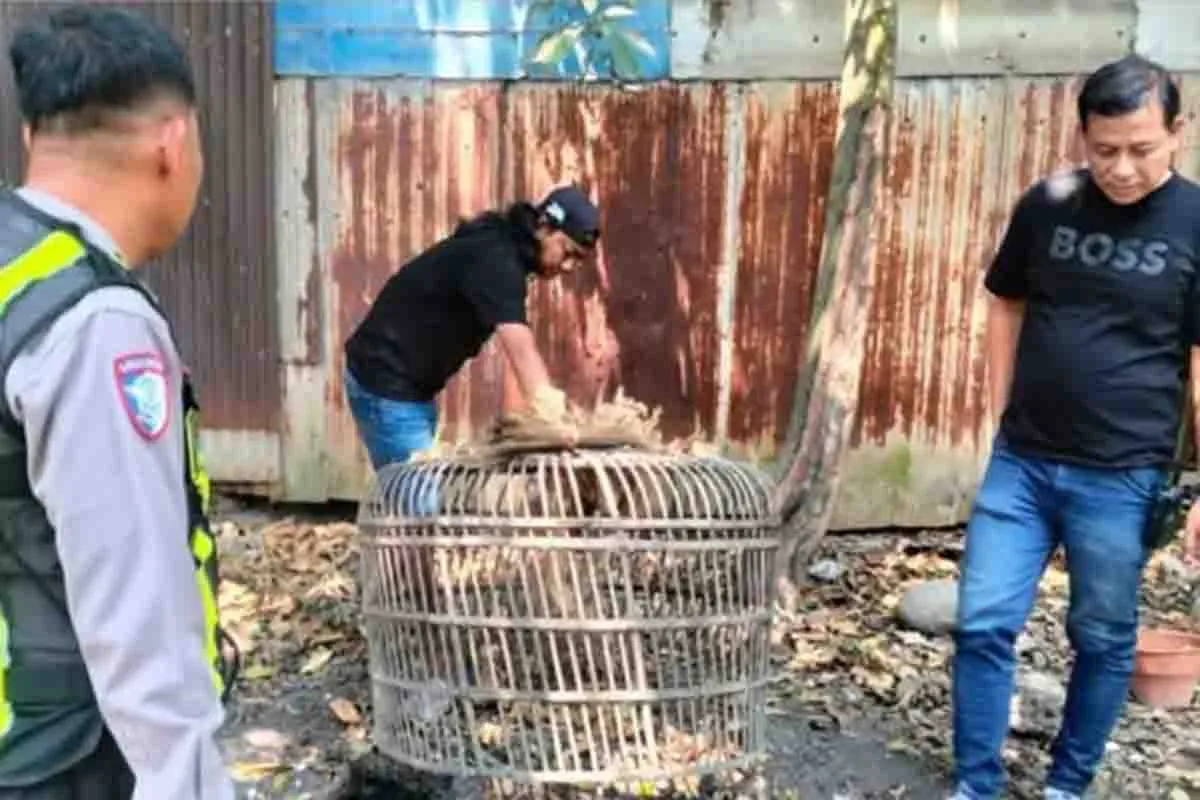 3 Polsek Jajaran Polresta Sidoarjo Gagal Tangkap Pelaku Perjudian Sabung Ayam