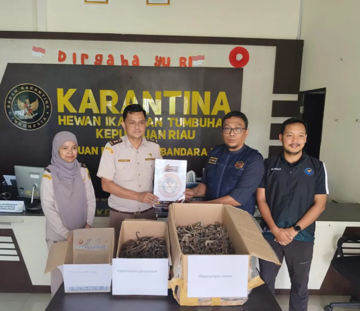 Penyelundupan Ribuan Kuda Laut Kering Digagalkan di Bandara Raja Haji Fisabilillah
