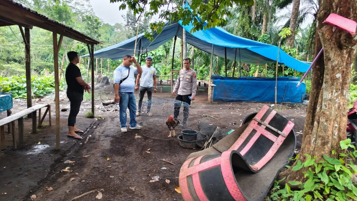 Polsek Kinali Tertibkan Gelanggang Judi Sabung Ayam di Jorong Panco