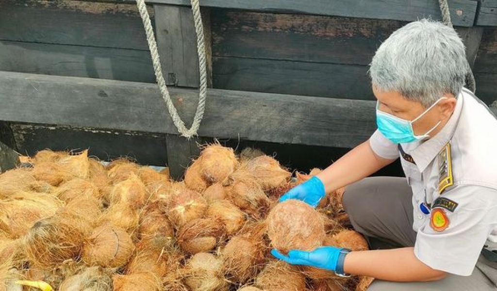 Pemeriksaan kelapa yang akan diekspor ke Malaysia