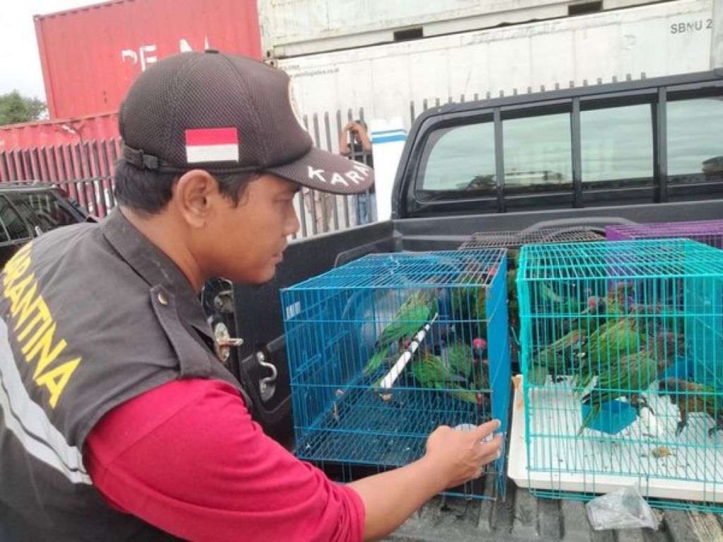 Penahanan terhadap 40 Ekor burung nuri bayan