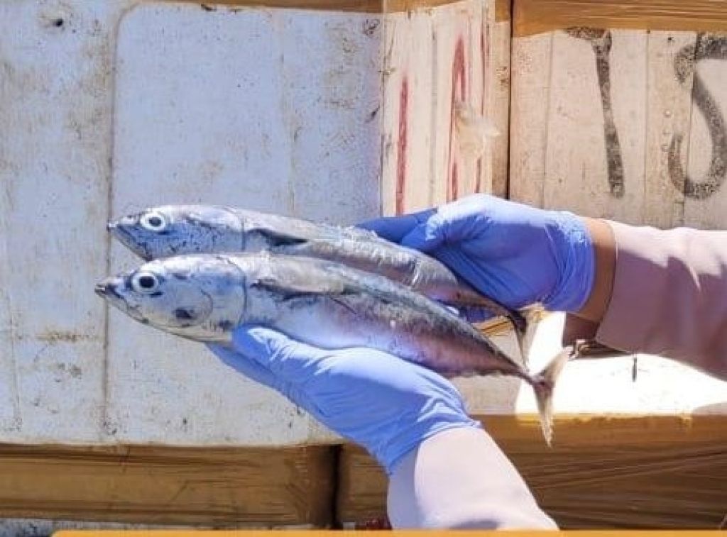 Pemeriksaan terhadap 7.100 kg ikan tongkol 