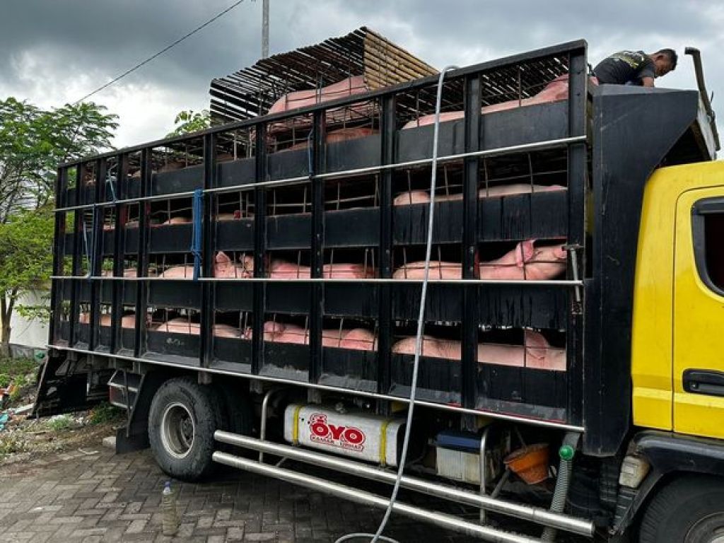Babi yang akan dikirim ke Pulau Jawa dari Bali