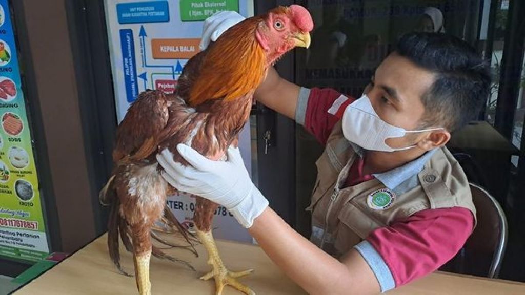 Ayam berjenis Assel Parrot