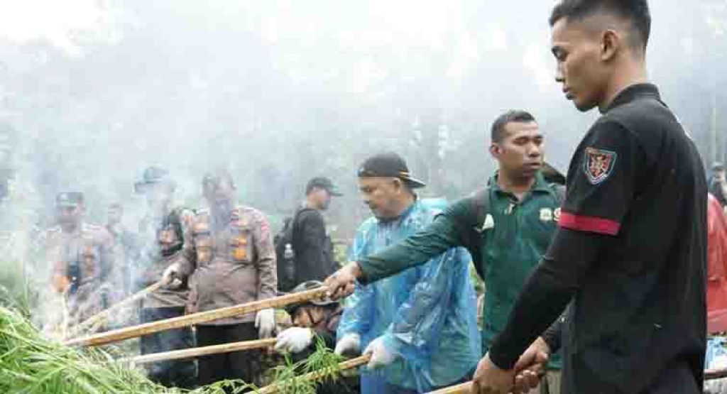 Pemusnahan ladang ganja