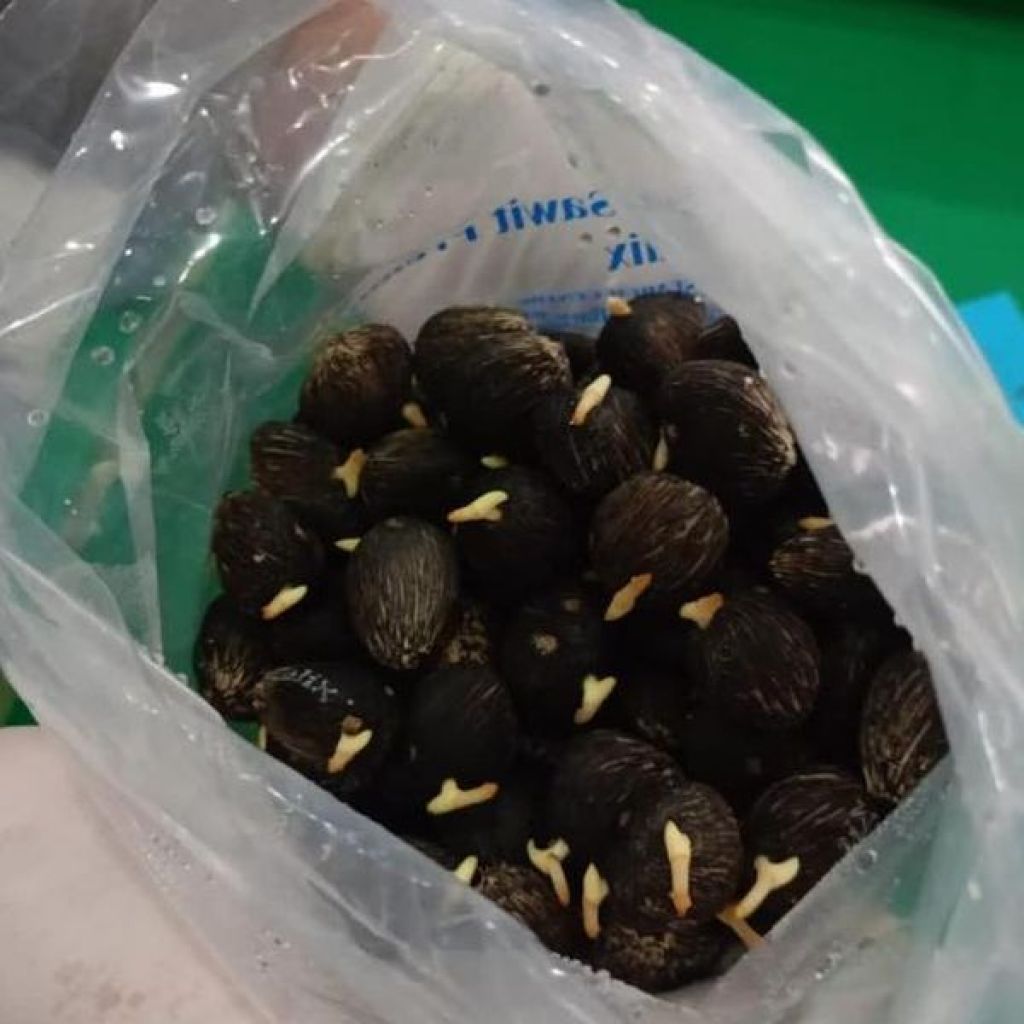 52.500 butir benih kelapa sawit yang akan dikirim ke Sabah