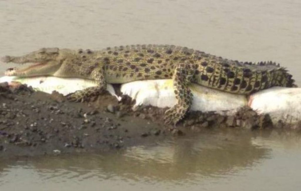 Buaya yang menerkam Aris