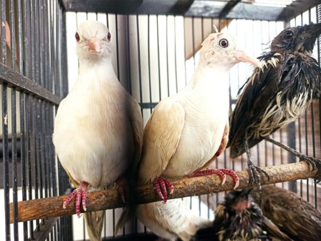 20 ekor burung asal Malaysia