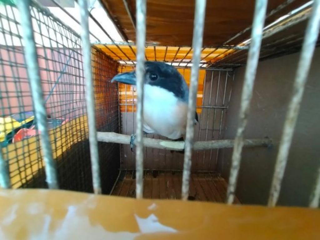 Burung Cendet atau Pendet 