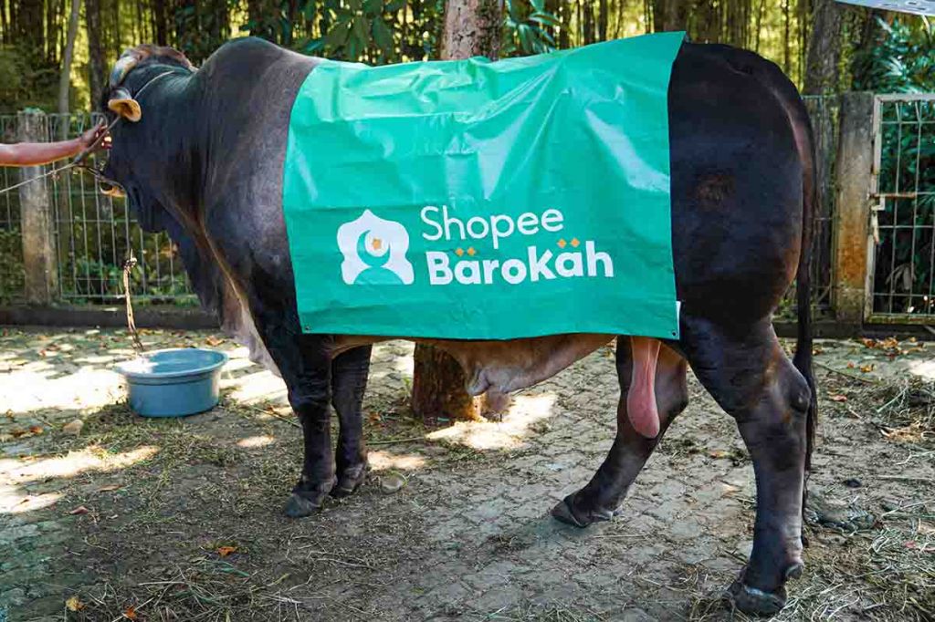 Sapi kurban