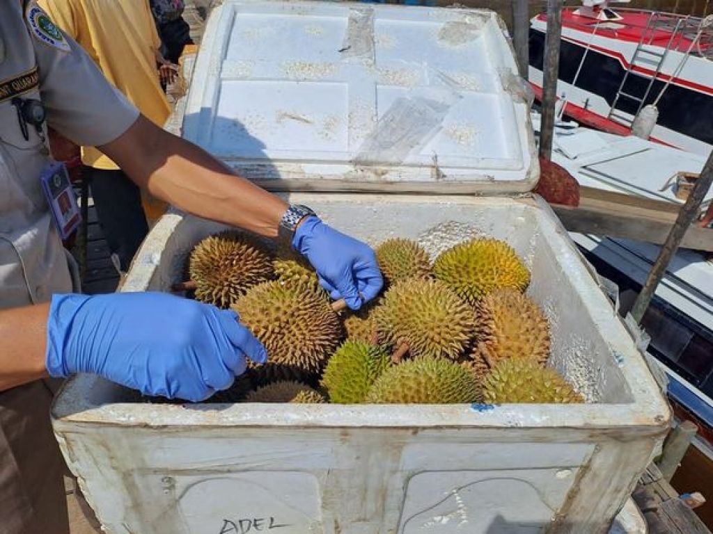 Pemeriksaan dan sertifikasi buah durian sebanyak 500 kilogram