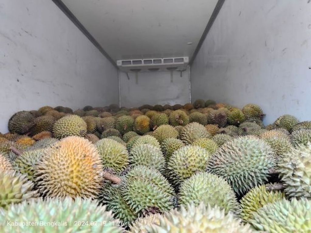 3,6 ton durian yang diangkut dalam kendaraan berpendingin.