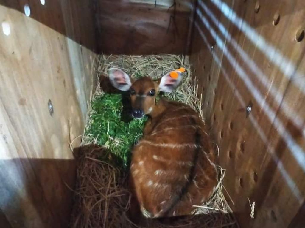 Sitatunga