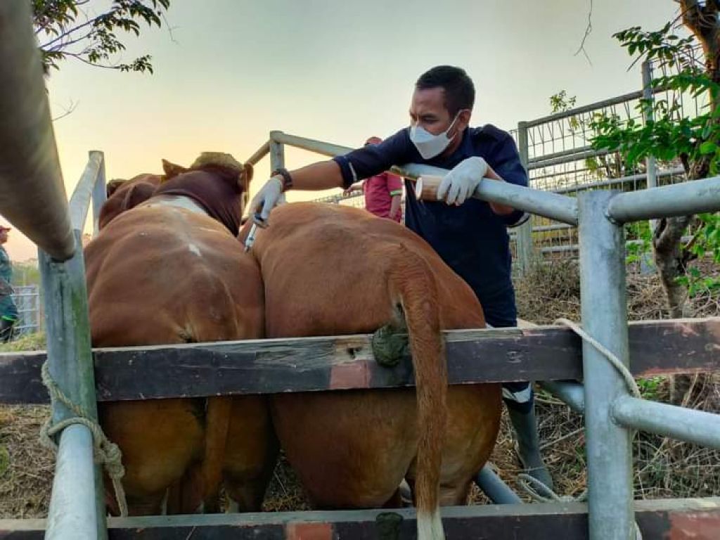 Pemgambilan sampe Sapi pejantan asal Australia