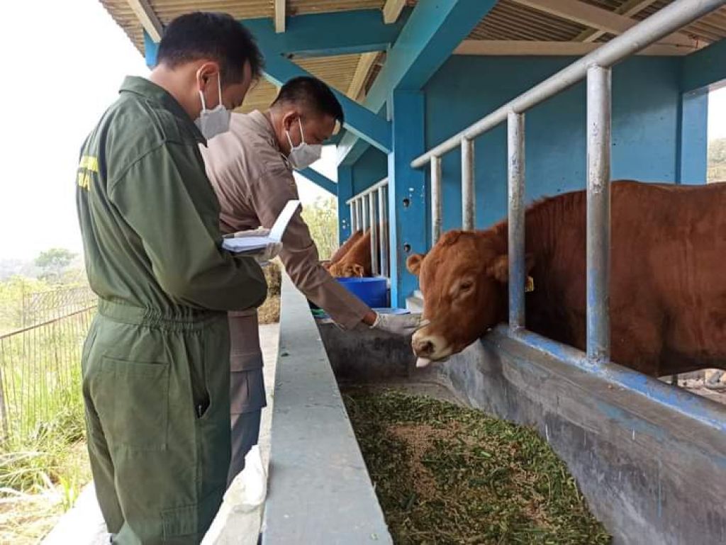 Sapi pejantan impor