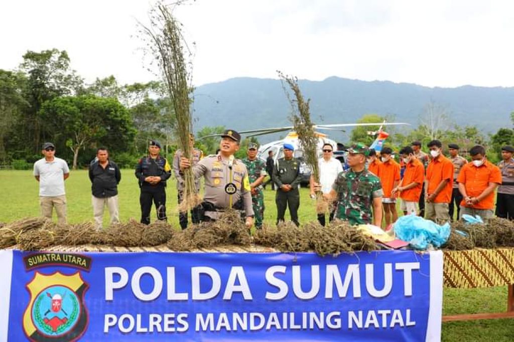 Kapolda Sumut dan Pangdam Bukit Barisan di lahan ganja