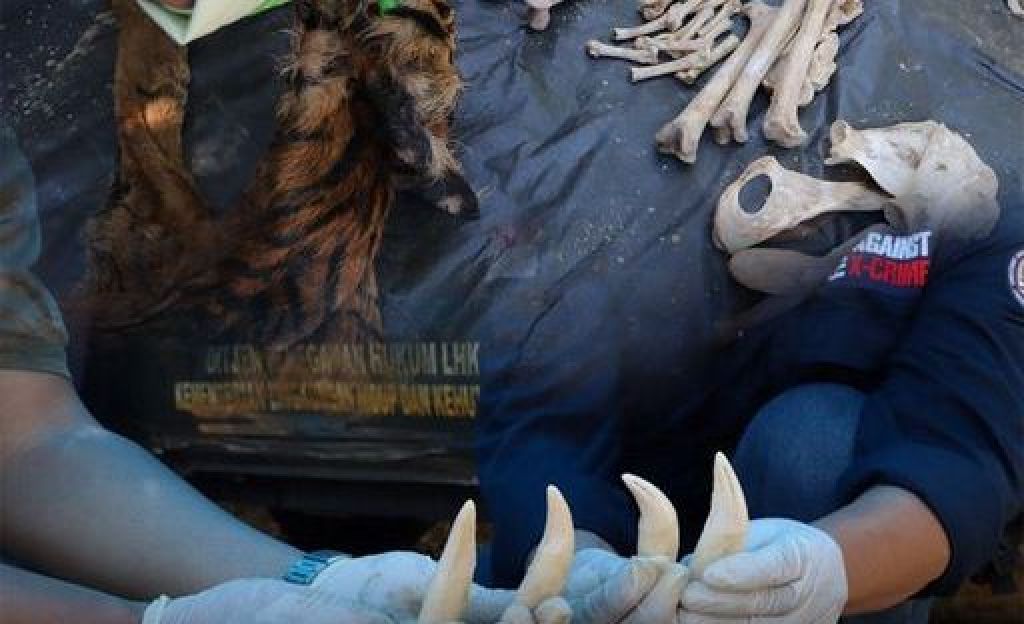 Pelimpahan tiga tersangka penjual bagian-bagian satwa dilindungi berupa kulit Harimau Sumatera 