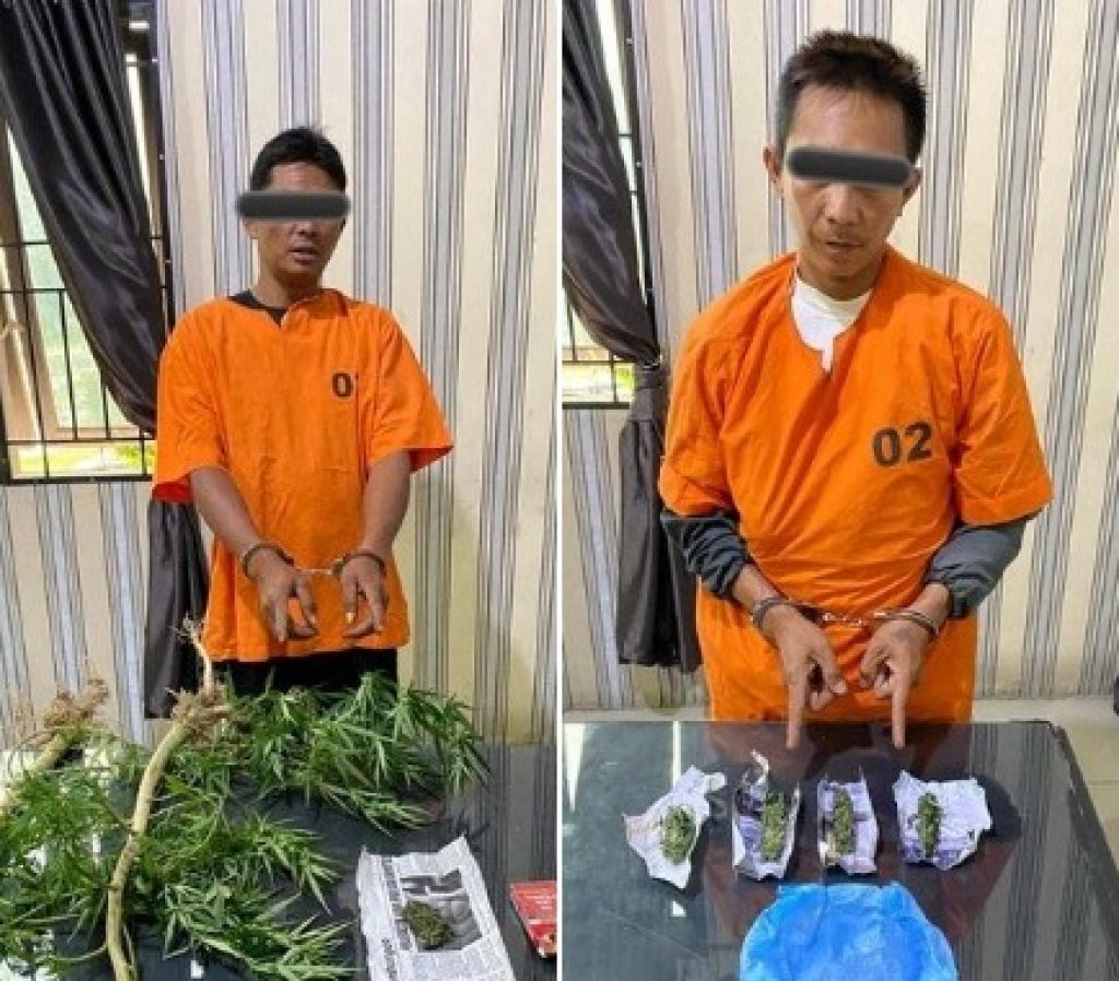Dua pelaku edar gelap ganja