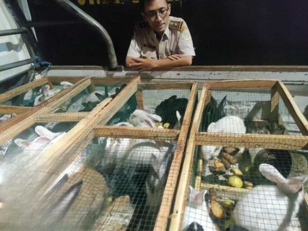 Pengiriman kelinci ke Kalimantan