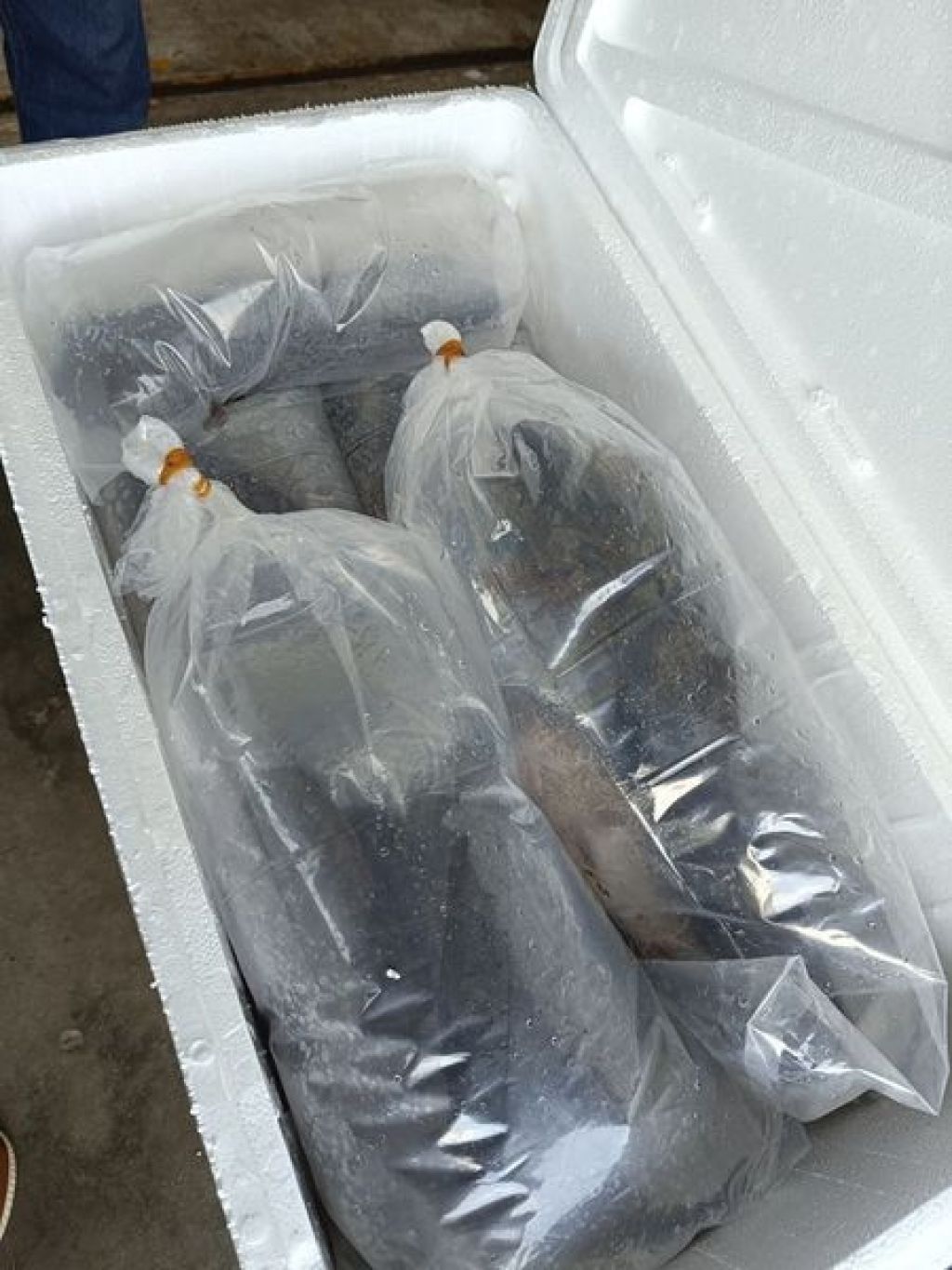 Ikan betutu hidup 